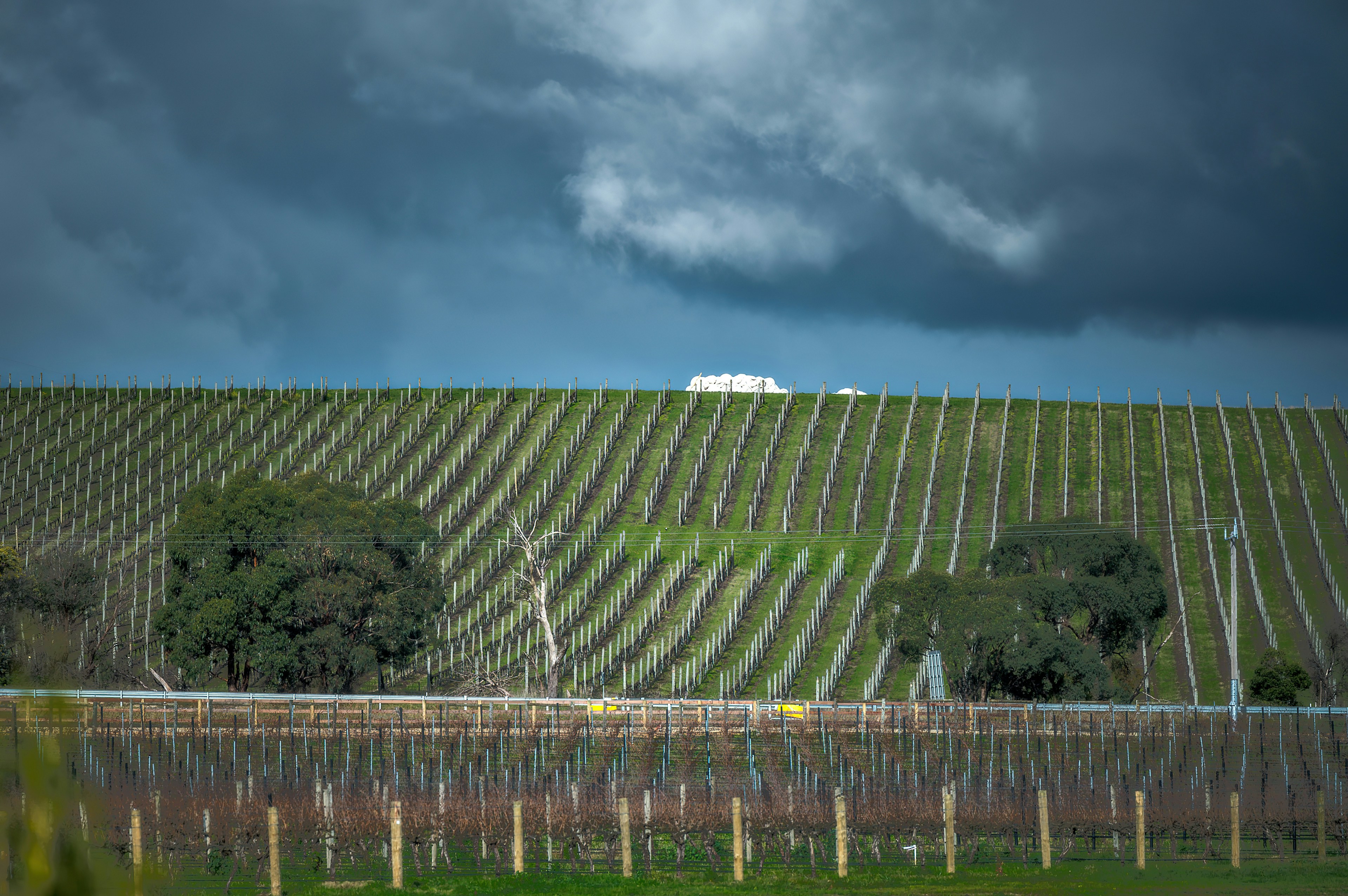 Imagen de Vinos Australes: Relegados del País del Vino